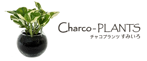 チャコプランツ